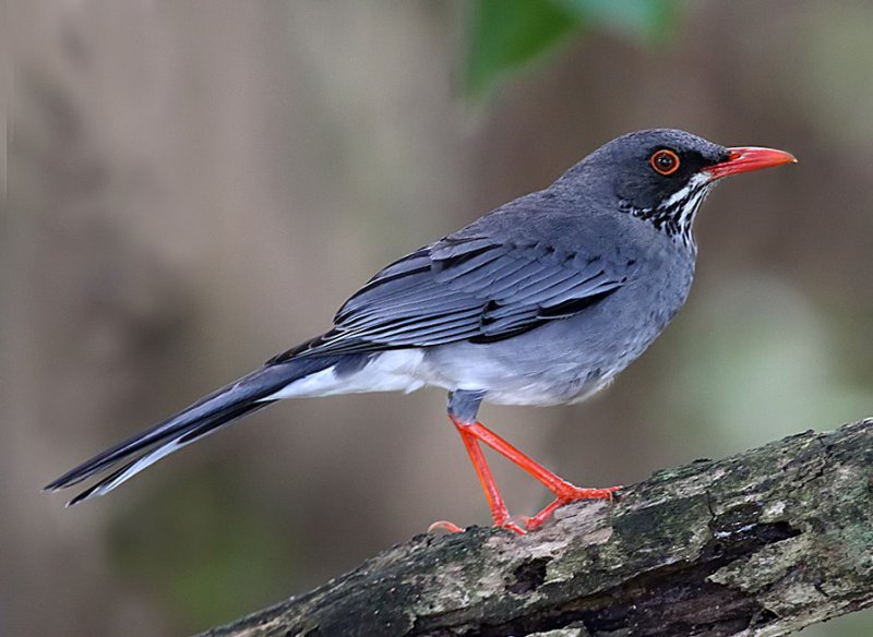 Red-legged thrush