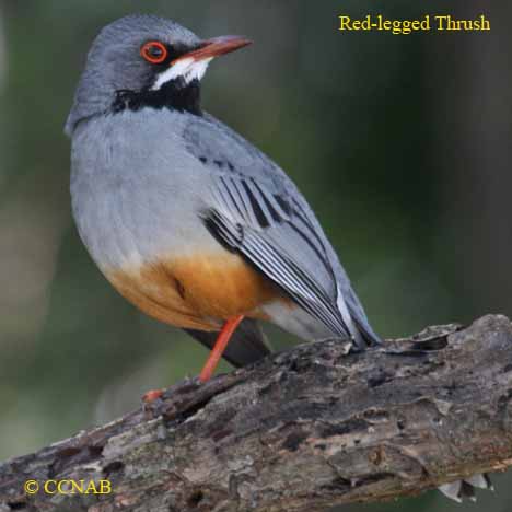 Pretty Red-legged thrush