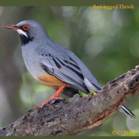 Pretty Red-legged thrush