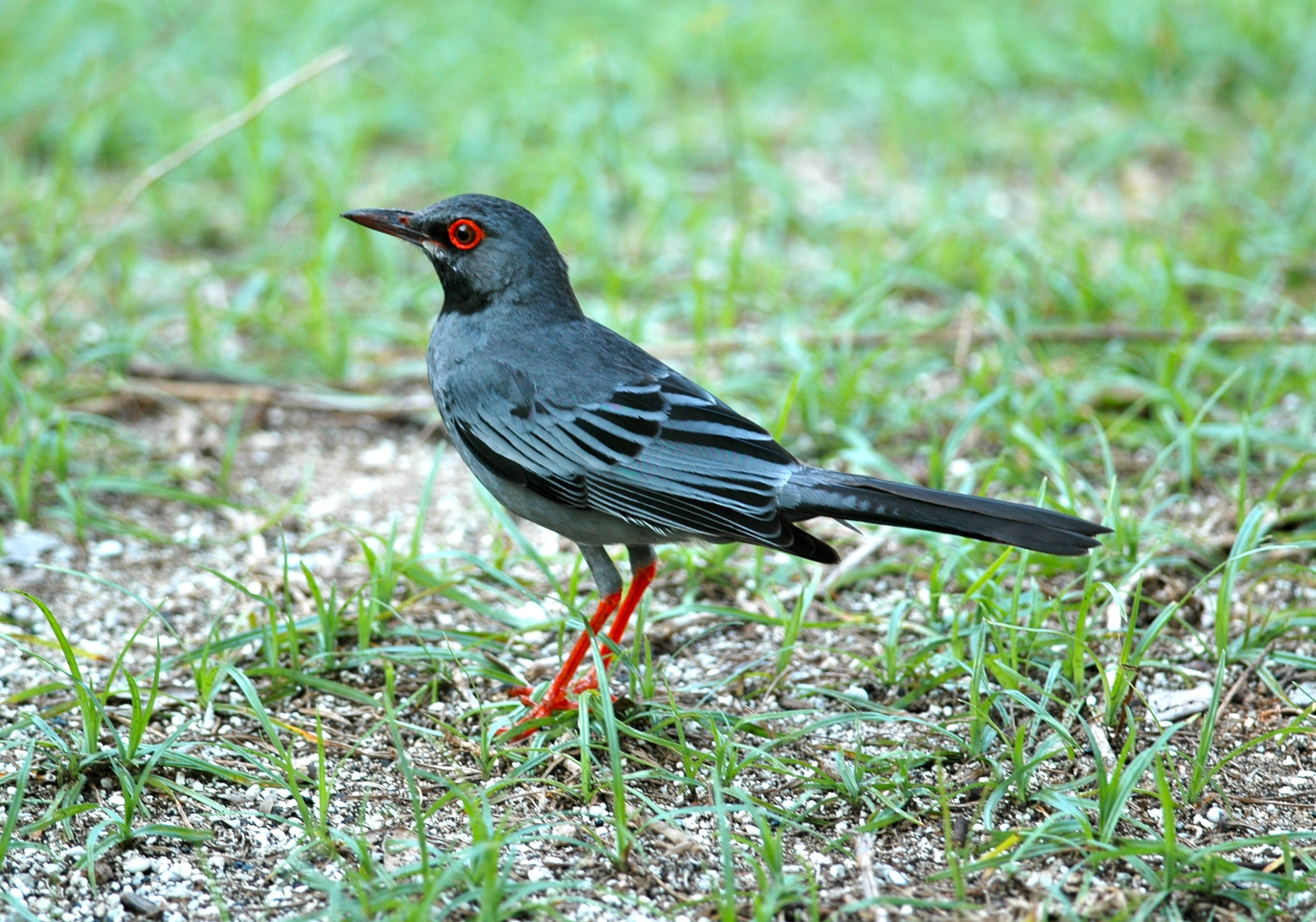 Pretty Red-legged thrush