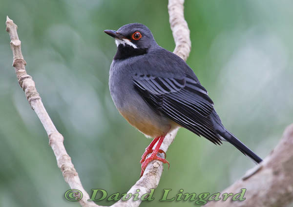 Pretty Red-legged thrush