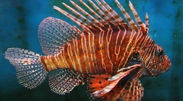 Red lionfish