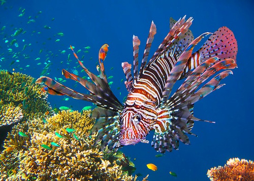 Pretty Red lionfish