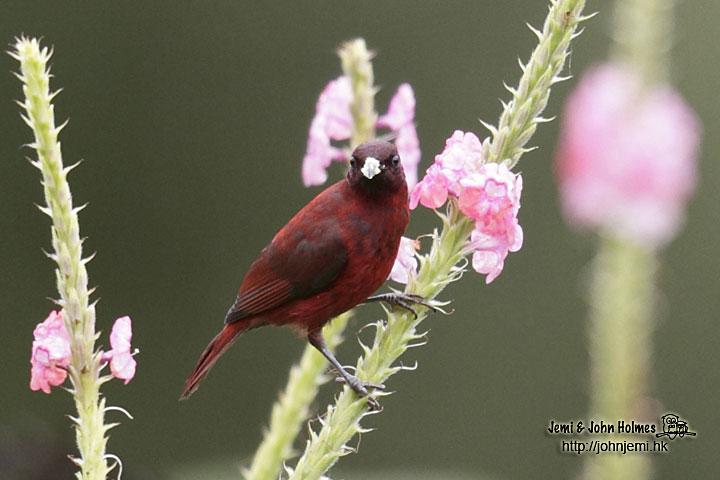 Red myzomela