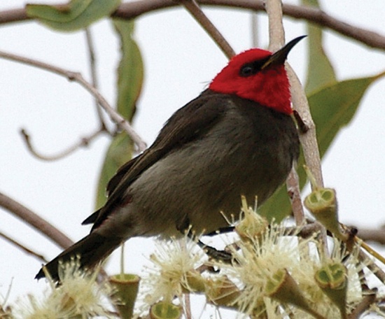 Pretty Red myzomela