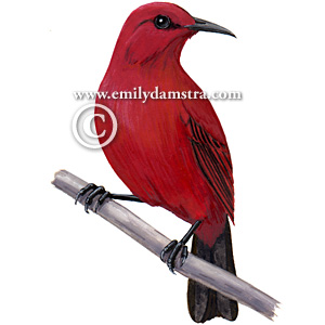 Pretty Red myzomela