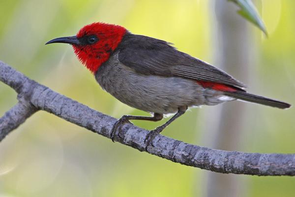 Pretty Red myzomela