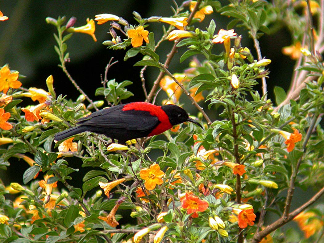Pretty Red myzomela