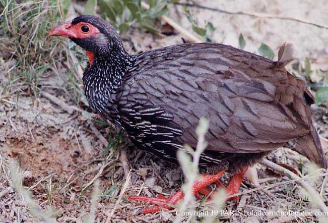 Red-necked francolin