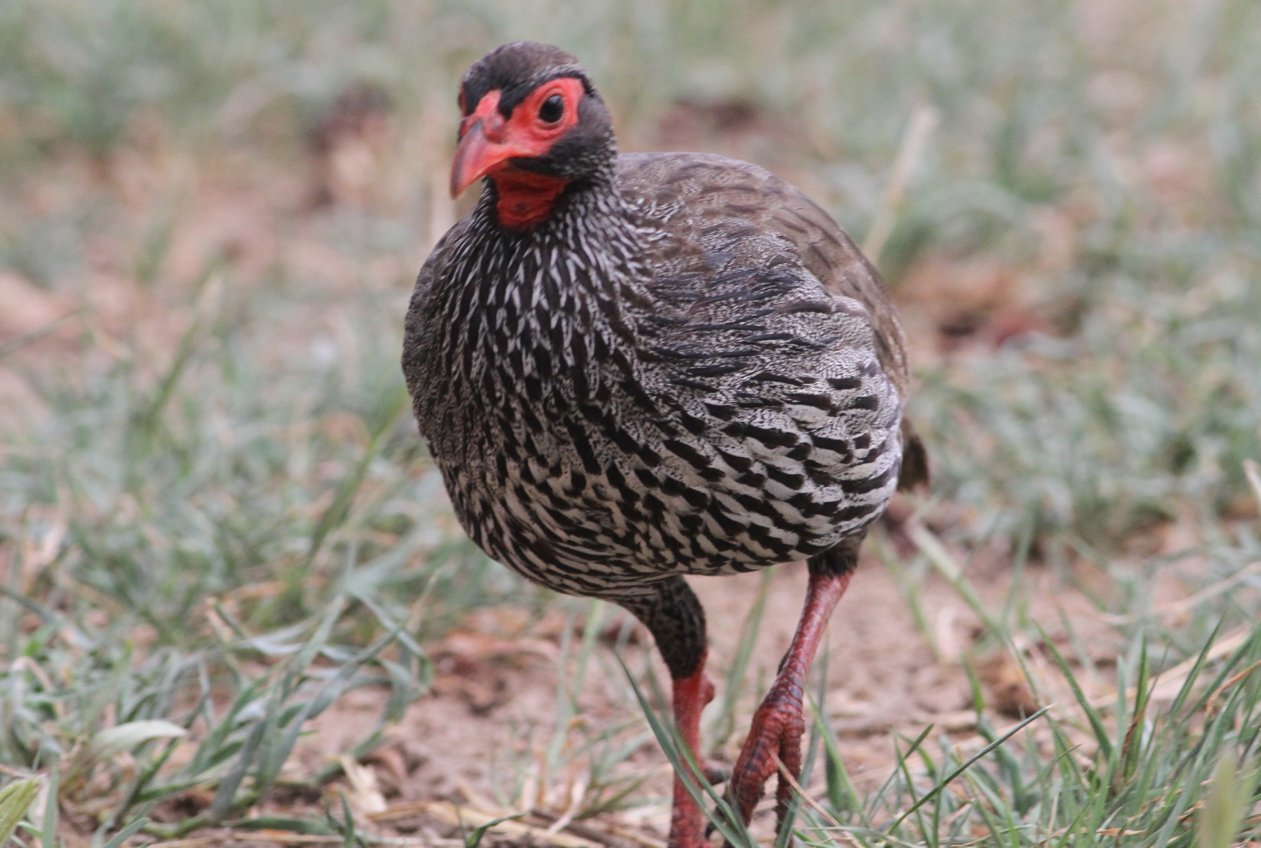 Pretty Red-necked francolin