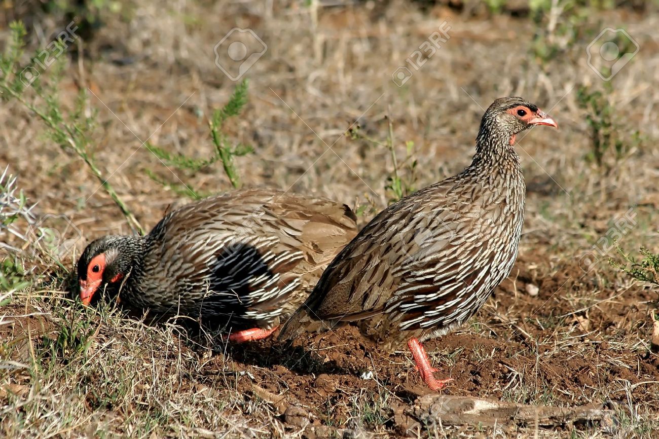 Pretty Red-necked francolin