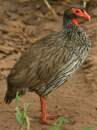 Pretty Red-necked francolin