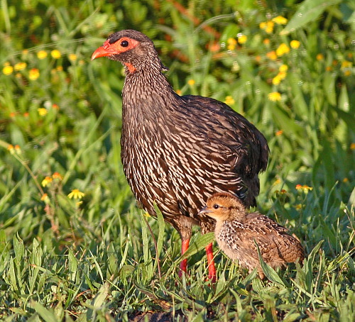 Pretty Red-necked francolin