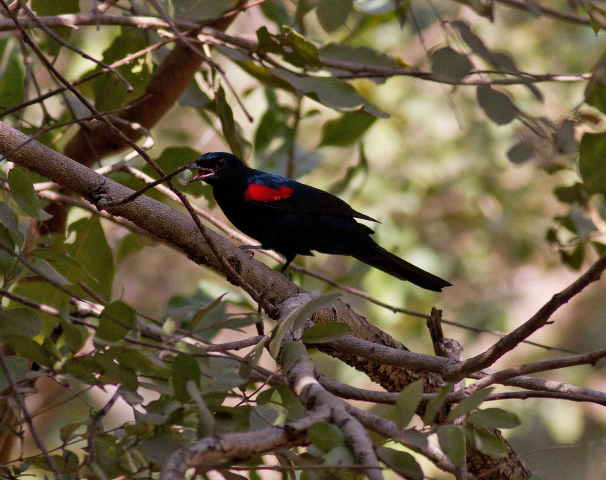 Pretty Red-shouldered cuckoo-shrike