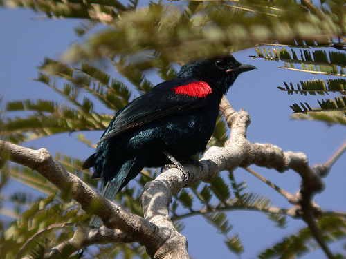 Pretty Red-shouldered cuckoo-shrike