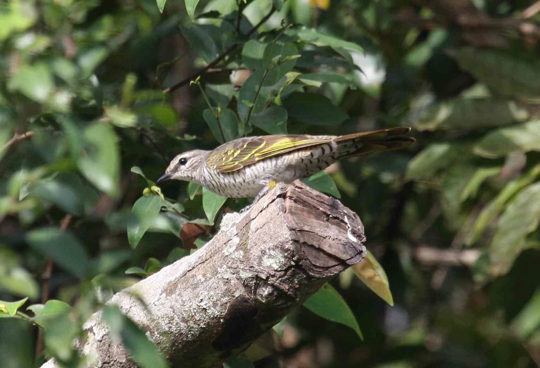 Pretty Red-shouldered cuckoo-shrike