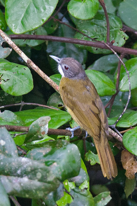 Pretty Red-tailed greenbul