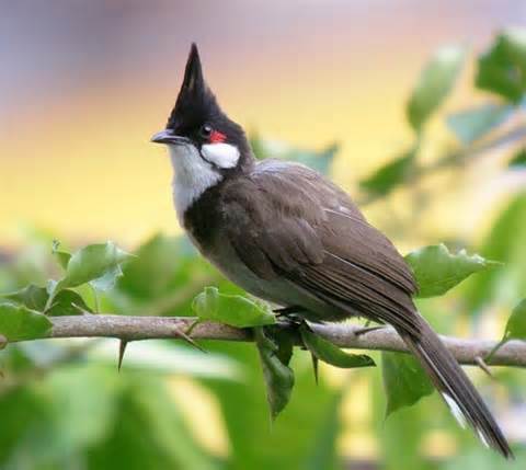 Pretty Red-tailed greenbul