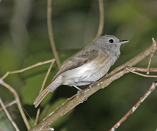 Pretty Red-tailed newtonia