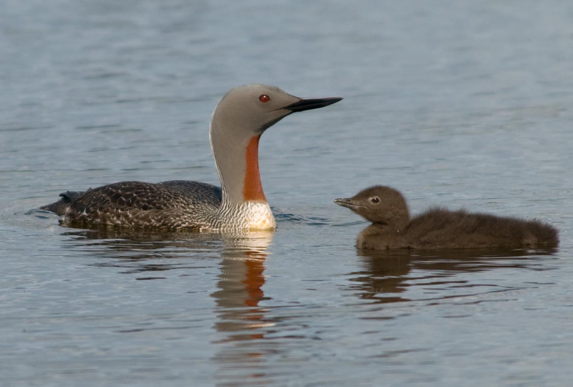 Red-throated loon