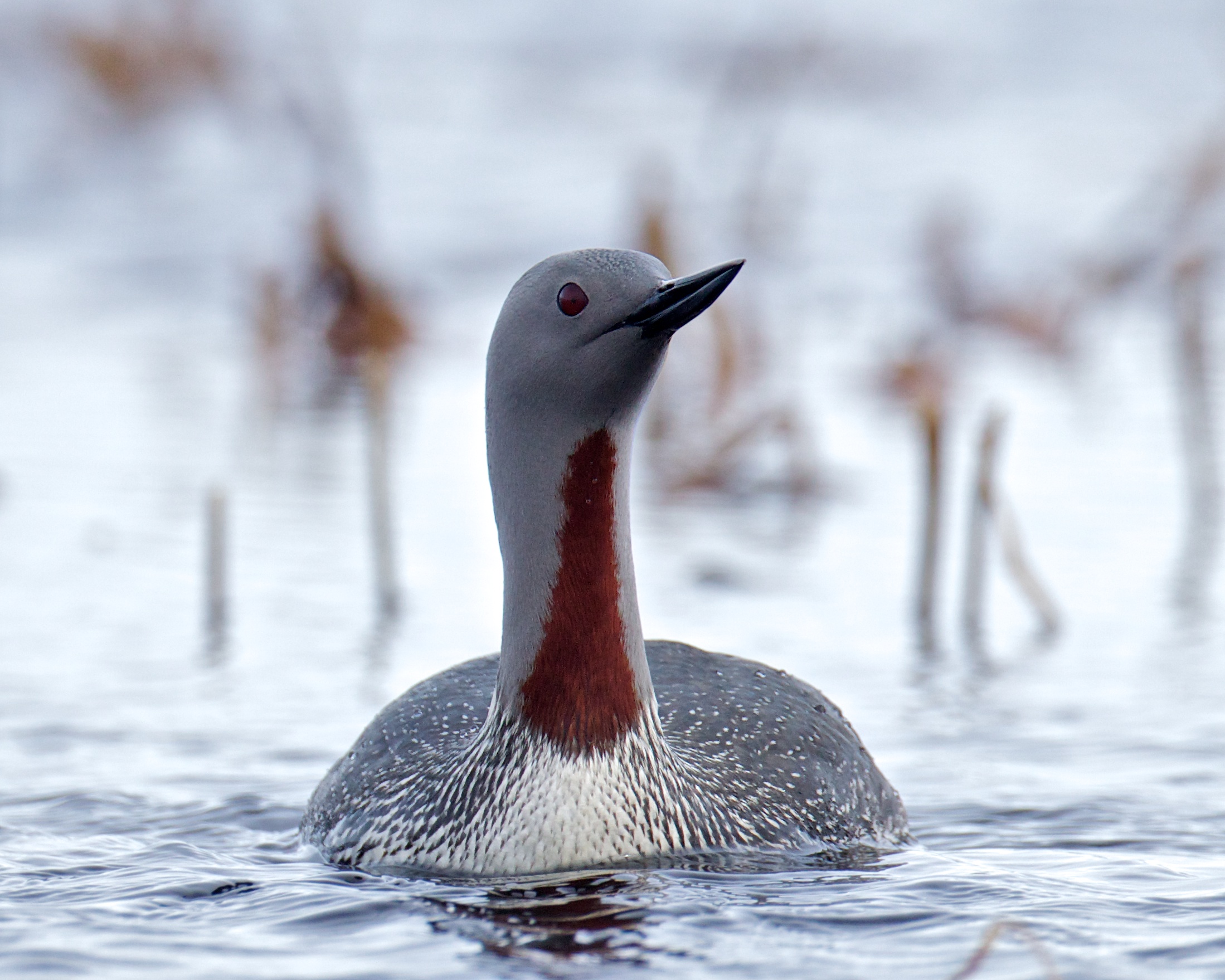 Pretty Red-throated loon