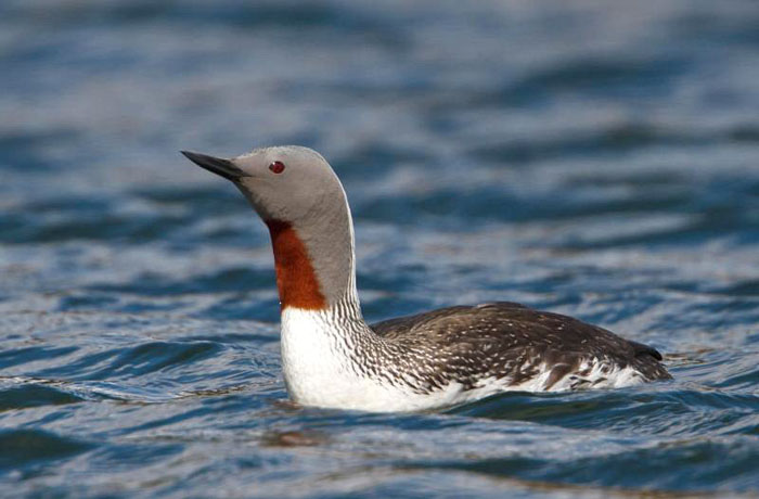Pretty Red-throated loon