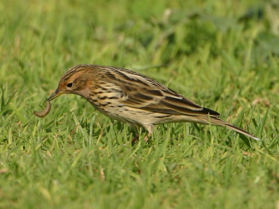 Red-throated pipit