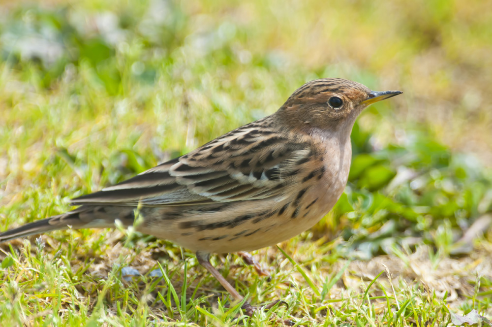 Pretty Red-throated pipit