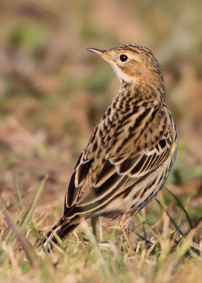 Pretty Red-throated pipit