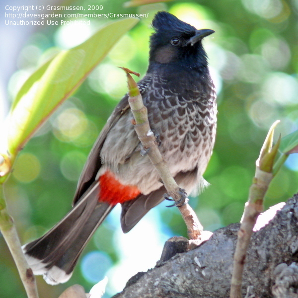 Red-vented bulbul