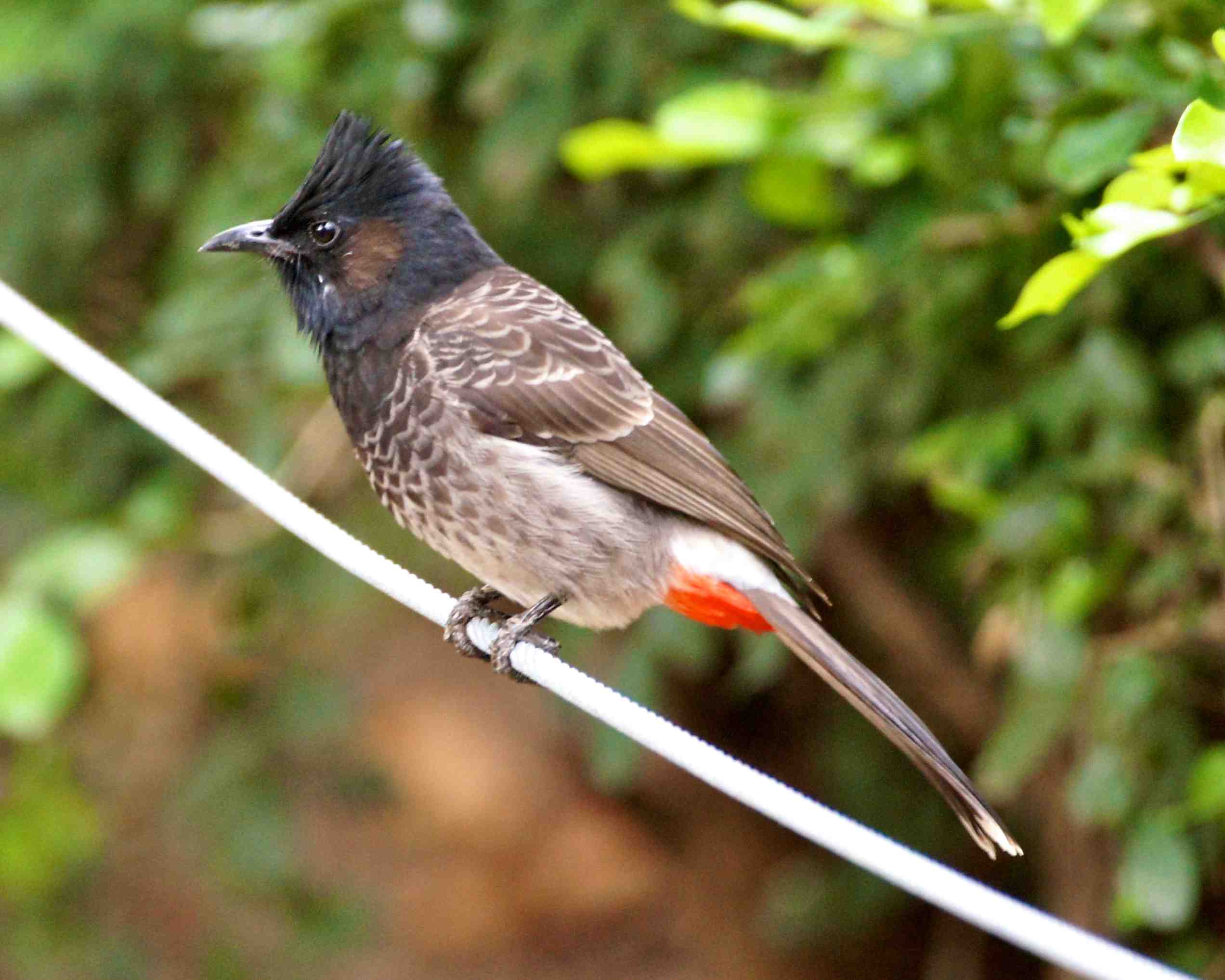 Pretty Red-vented bulbul