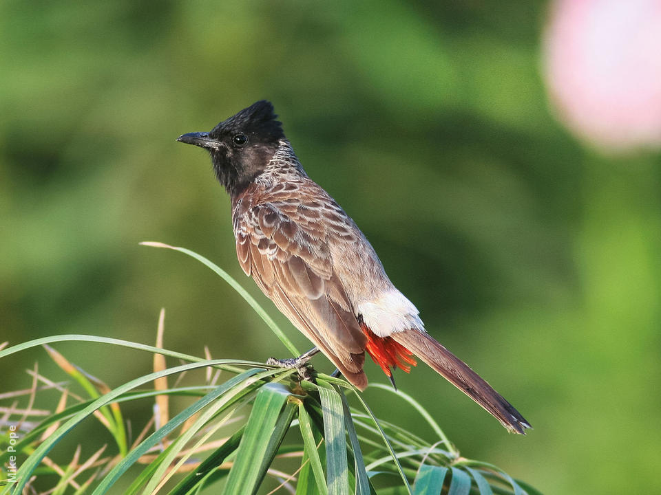 Pretty Red-vented bulbul