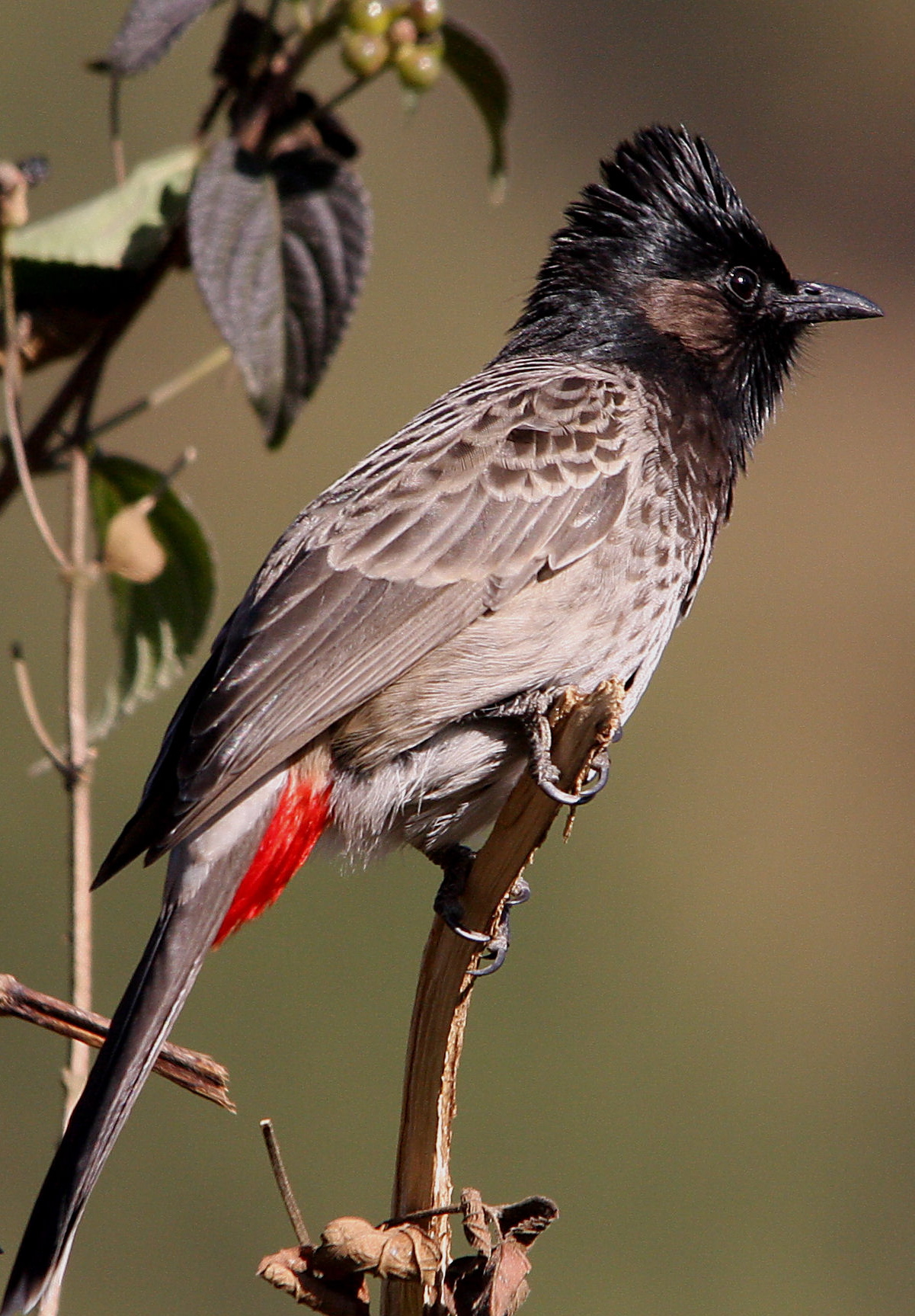 Pretty Red-vented bulbul