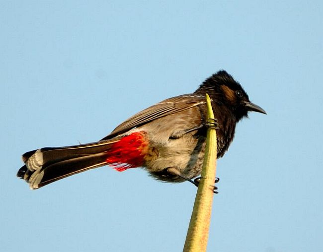 Pretty Red-vented bulbul