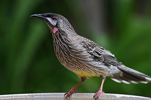 Red wattlebird