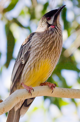 Pretty Red wattlebird