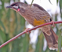 Pretty Red wattlebird