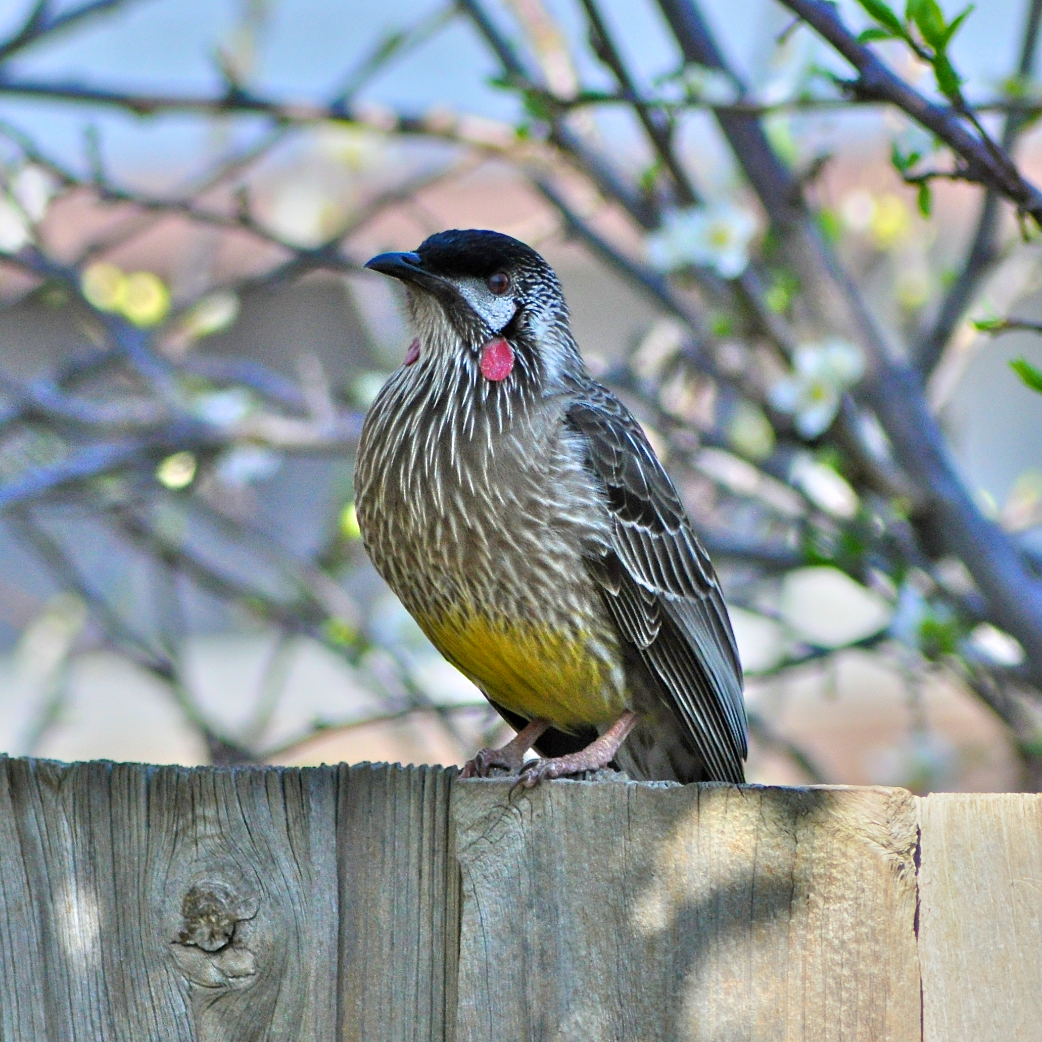Pretty Red wattlebird