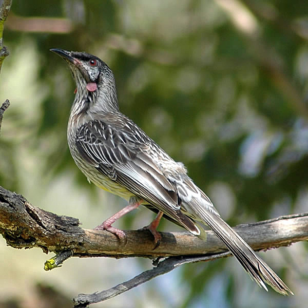 Pretty Red wattlebird