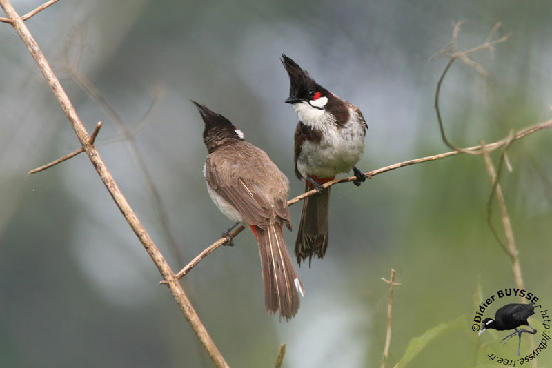 Red-whiskered bulbul