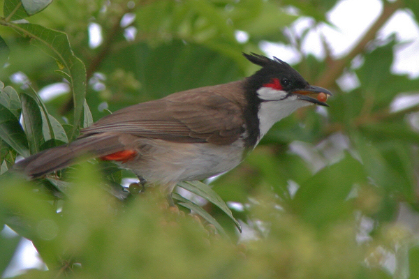 Pretty Red-whiskered bulbul