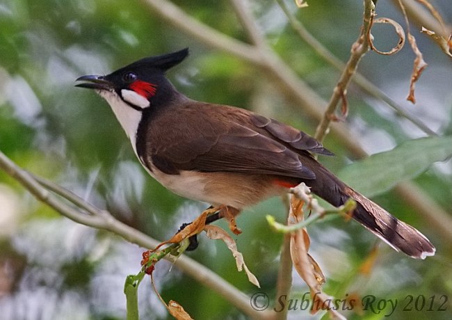 Pretty Red-whiskered bulbul