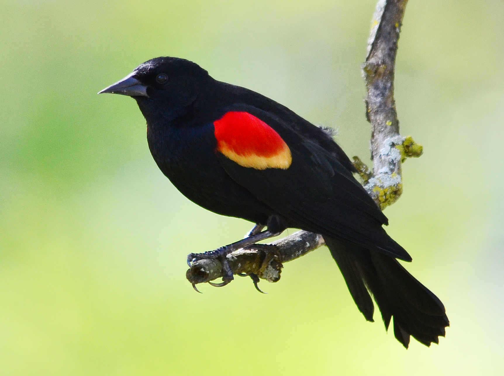 Red-winged blackbird