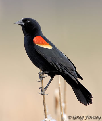 Pretty Red-winged blackbird