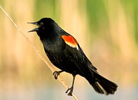 Pretty Red-winged blackbird
