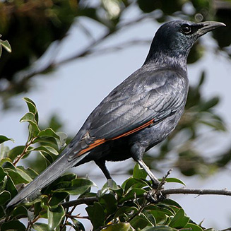 Red-winged starling