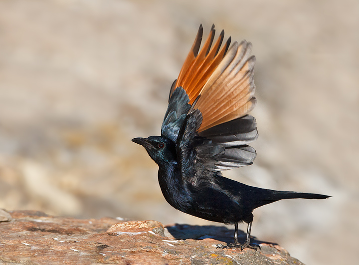 Pretty Red-winged starling