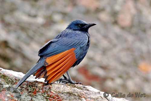 Pretty Red-winged starling