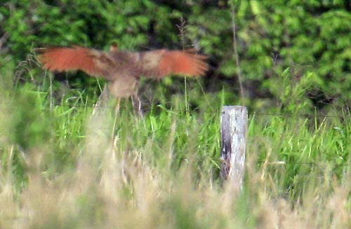 Red-winged tinamou