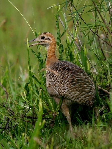 Pretty Red-winged tinamou